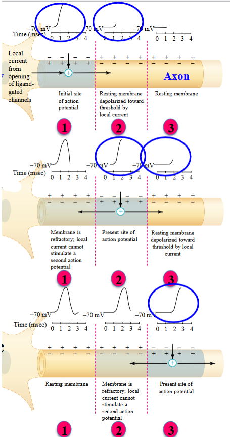 <ul><li><p>Spread of current inside axon. </p></li><li><p>AP initiated at one point in membrane. The current spreads electronically to adjacent membrane. </p></li><li><p>The adjacent membrane depolarizes to threshold and a new AP generated in adjacent membrane. </p></li><li><p>Proceeds in one direction only.</p></li></ul><p></p>