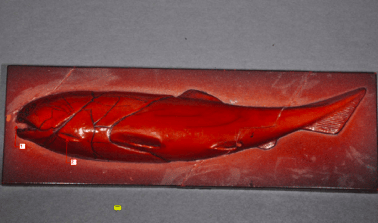 <p>large terminal mouth, small pectoral fins, heavily armored</p>