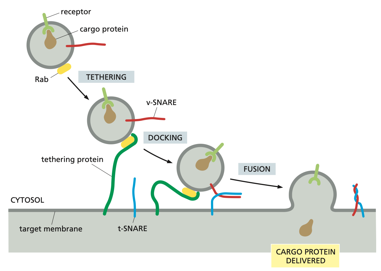 <ul><li><p>Naked vesicles are transported along the cell via motor proteins across the cytoskeleton.</p></li><li><p>However specific molecules need to be recognised by the correct organelles and there are specific mechanisms that allow the process.</p></li><li><p>The identification process depends on Rab proteins which are on the membranes of the vesicles and the corresponding tethering proteins on the organelle membranes.</p></li><li><p>The coding system of matching Rab and tethering proteins helps to ensure that transport vesicles fuse only with the correct membrane.</p></li><li><p>Additional recognition is provided by a family of transmembrane proteins called SNAREs.</p></li><li><p>SNAREs on the vesicle (called v-SNAREs) interact with complementary SNAREs on the target membrane (called t-SNAREs), firmly docking the vesicle in place.</p></li></ul><p></p>