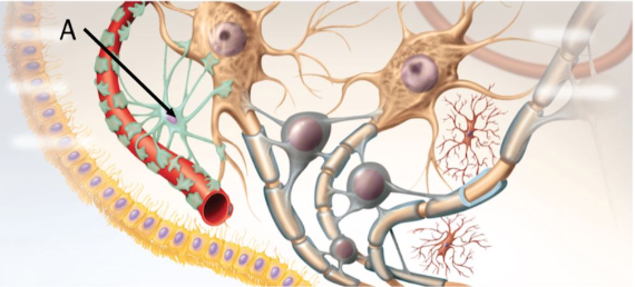 <p>What type of glial cell is indicated by the arrow labeled A?</p>