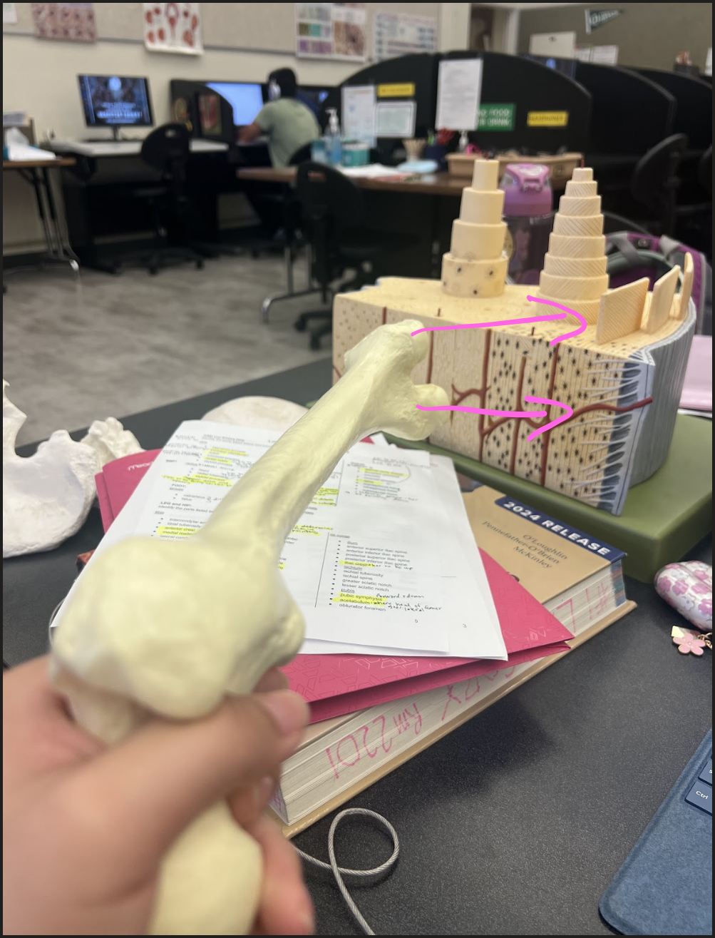 <p>The direction of the lateral and medial condyles determine what?</p>