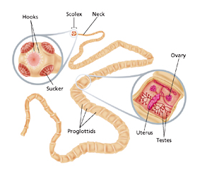 Taenia tapeworm labeled