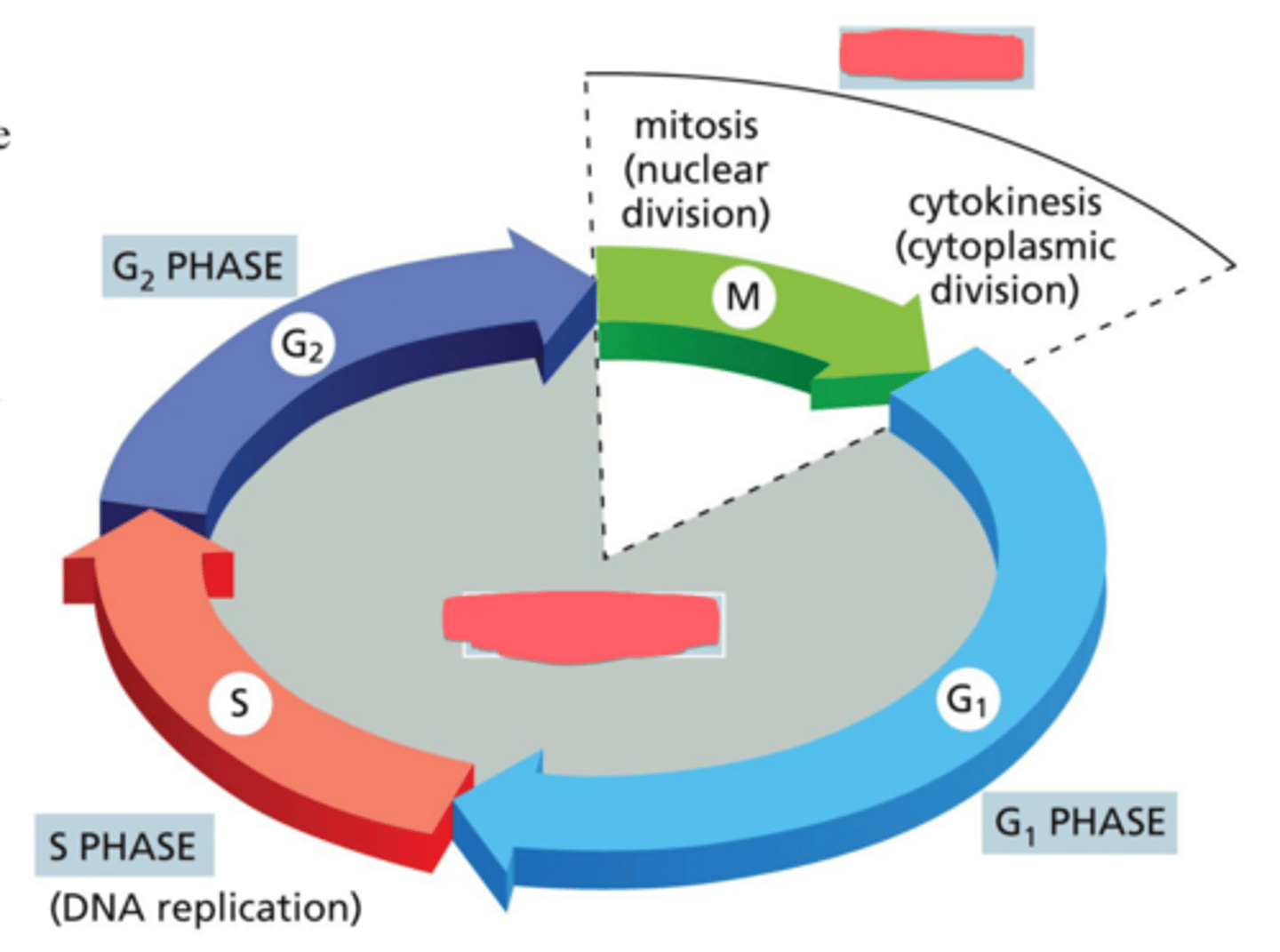 <p>What are the 2 most general phases that cells cycle between?</p><p>o How much time do cells spend in each of these phases?</p>