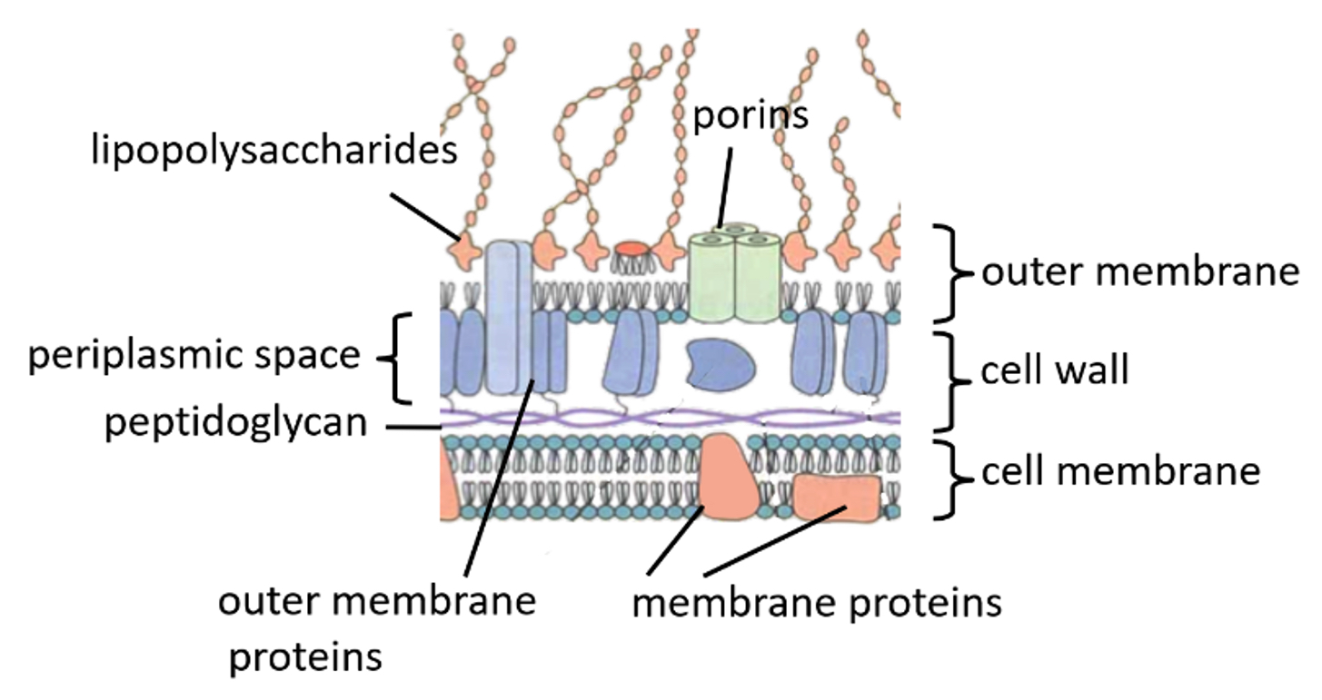 <p>Thin layer of peptidoglycan</p><p>Cell membrane and another outer cell membrane</p>