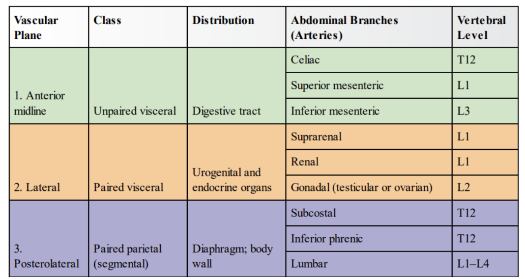 <ul><li><p>Most arteries supplying posterior abdominal wall arise from abdominal aorta </p></li><li><p>Abdominal aorta is approximately 13 cm in length — beginning at aortic hiatus in diaphragm at level T12, ending at level L4 by dividing into right &amp; left common iliac arteries</p></li><li><p>Can be represented on the anterior abdominal wall by a band (approximately 2 cm wide) extending from a median point, approximately 2.5 cm superior to the transpyloric plane to a point slightly (2–3 cm) inferior to and to the left of the umbilicus at the level of the supracristal plane (plane of the highest points of the iliac crests). </p><ul><li><p>In children and lean adults, the lower abdominal aorta is</p><p>sufficiently close to the anterior abdominal wall that its pulsations may be detected or apparent when the wall is relaxed</p></li></ul></li></ul>