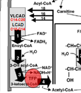 <ul><li><p>TFP is involved in the B-Oxidation of a number of long-chain FAs</p><ul><li><p>when Deficient: inability to metabolize long chain Acyl-Coa molecules</p></li></ul></li></ul><p></p>