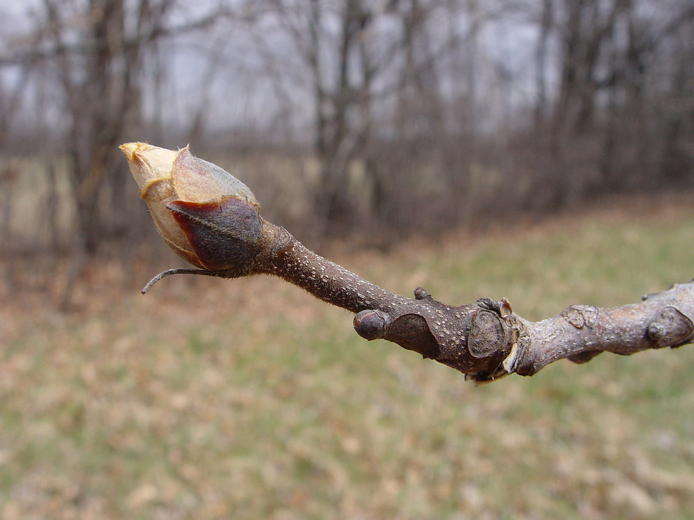 <p>Common name: Shagbark hickory</p><p></p><p>Genus: Carya</p><p></p><p>Species: ovata</p><p></p><p>Family: Juglandaceae</p>