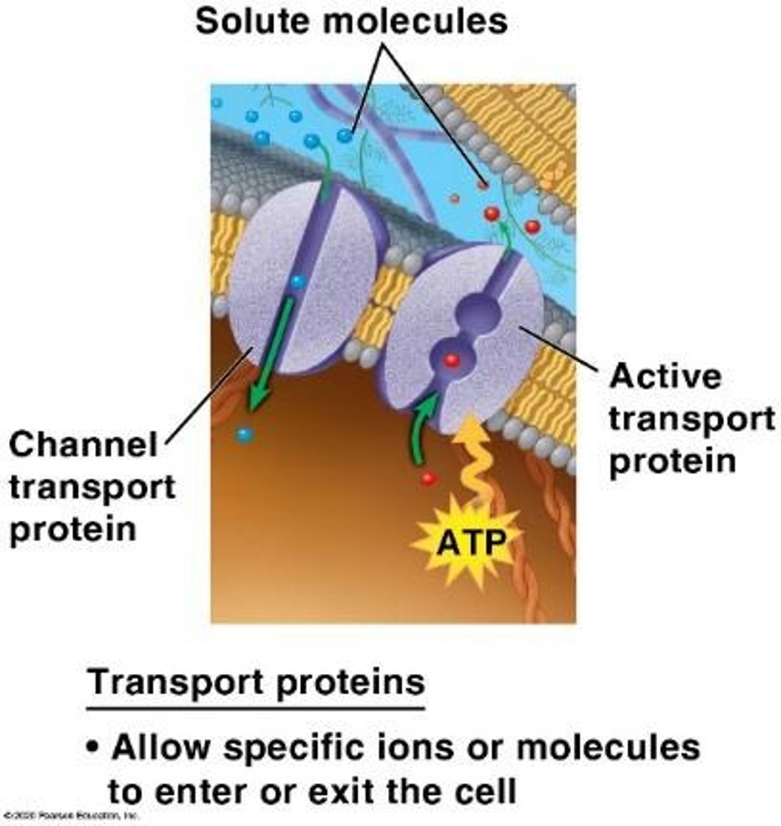 <p>Integral proteins that span the membrane and have both hydrophilic and hydrophobic regions.</p>