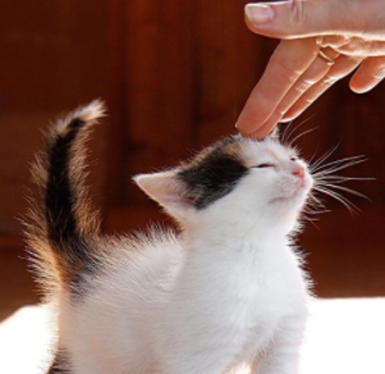 <p>soft, tender</p>