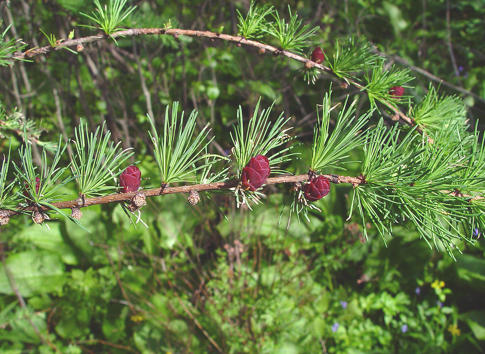 <p>Eastern Larch</p>