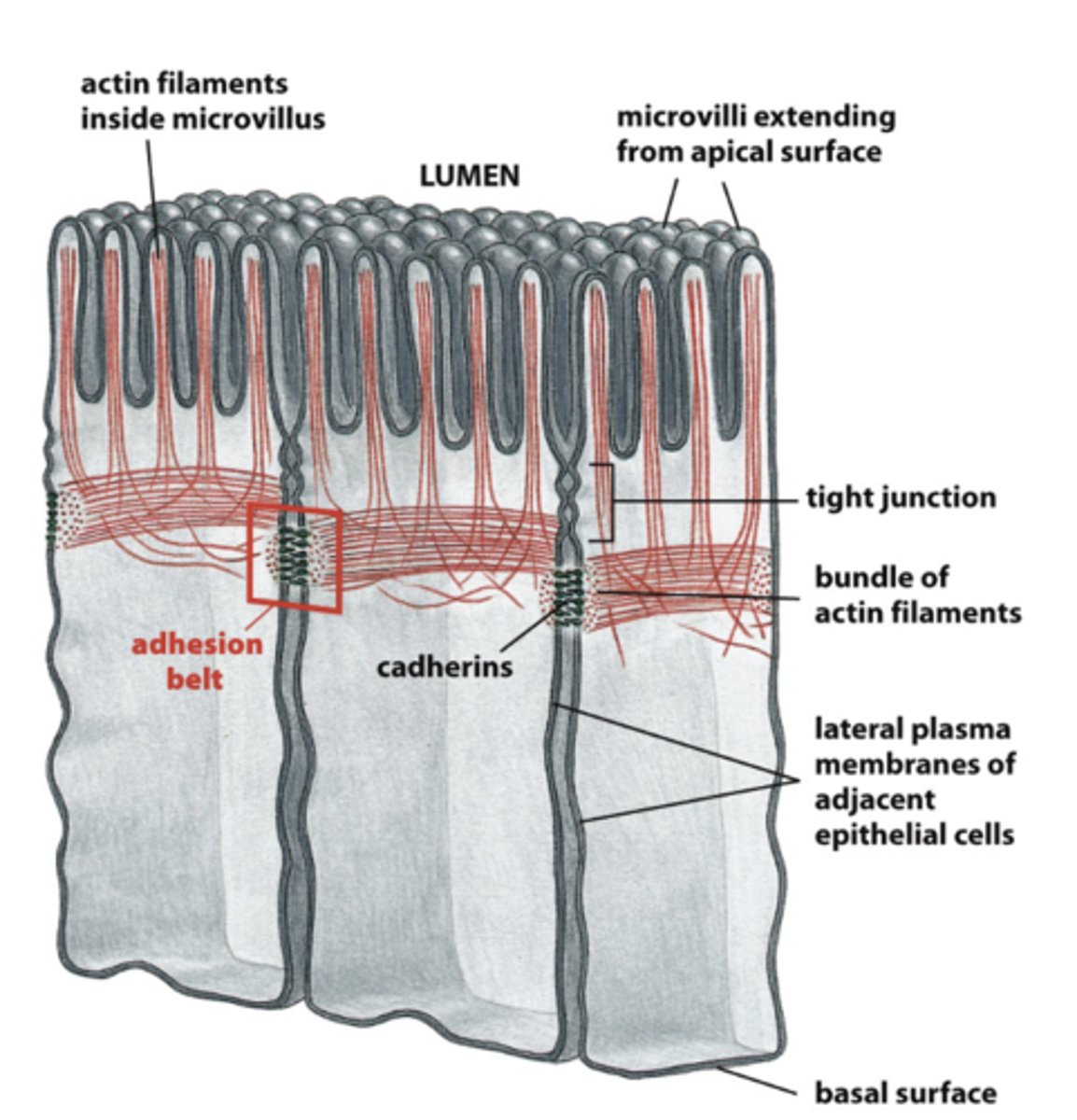 <p>continuous adhesion beltbeneath apical surface of cells</p>
