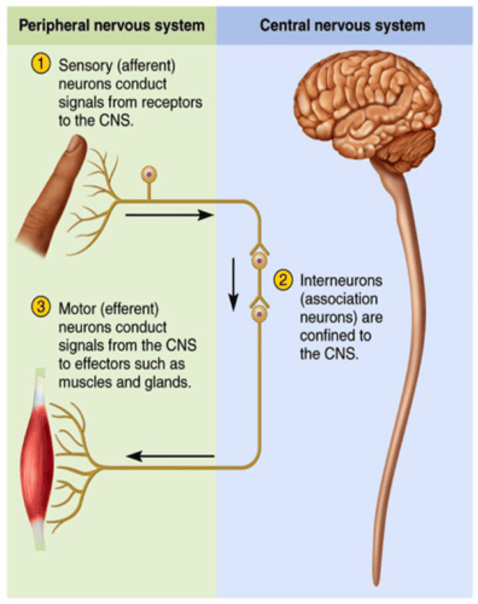 <p>STEPS:</p><p>(AFFERENT) Sensory receptor > Axon (PNS) > (After cell body) Axon (CNS) > (INTERNEURONS) > (EFFERENT) Axon (CNS) > Axon (PNS) > Axon Terminal.</p><p>Groups of afferent and efferent neurons form the nerves (bundles) of the PNS. Note that a nerve fiber is a single axon, and a nerve is a bundle of axons.</p>