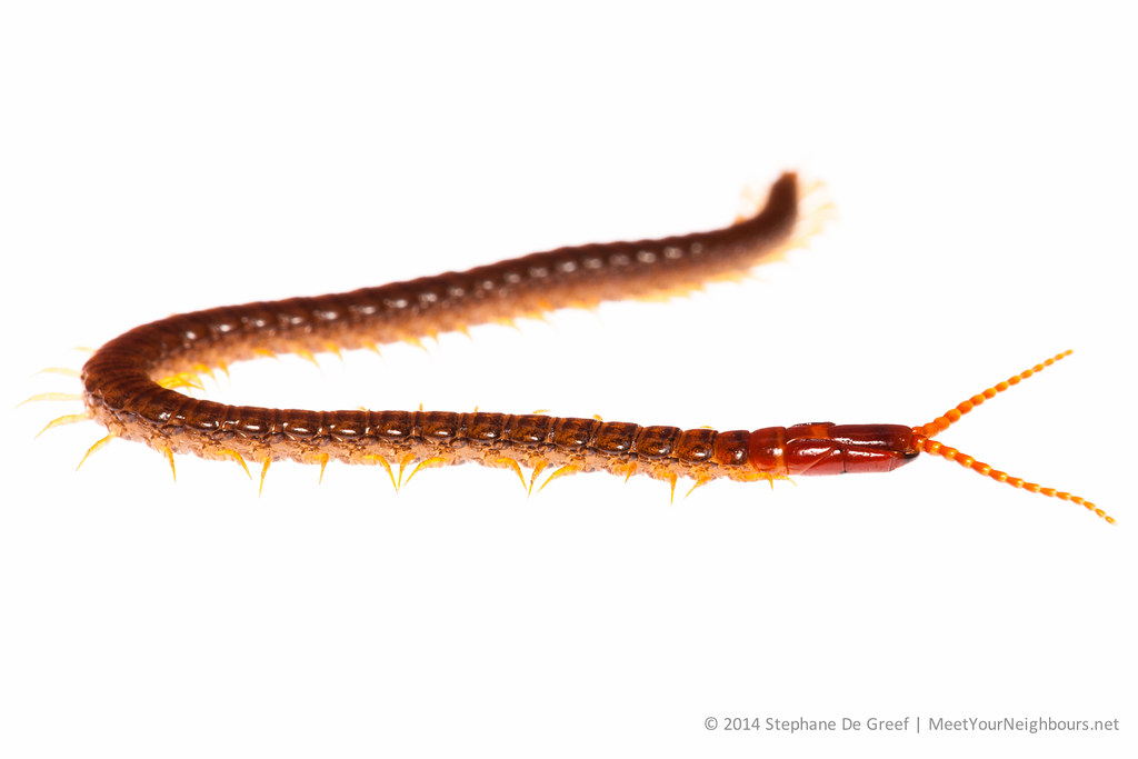 <p>Centipedes and Millipedes</p>