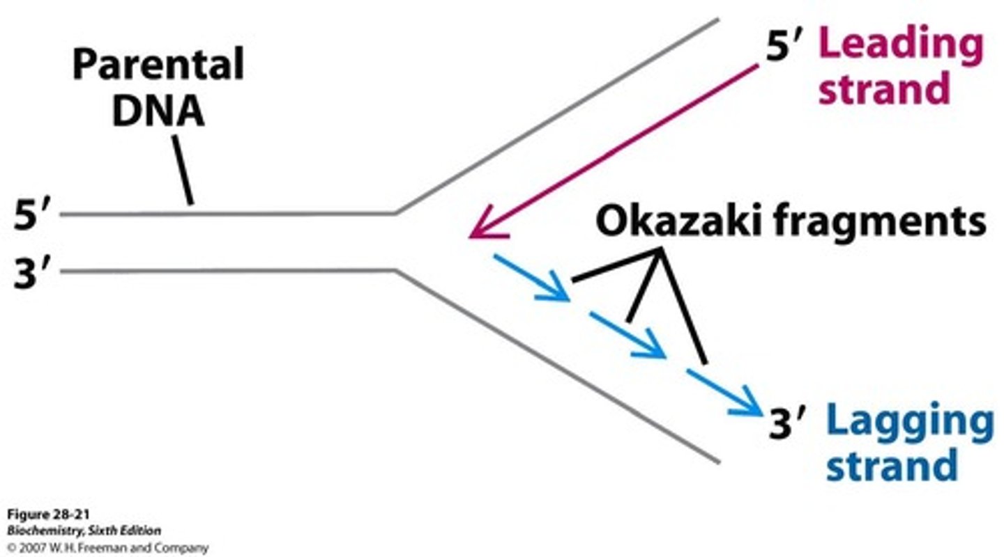 <p>The DNA strand that is synthesized continuously during replication. (follows parent strand)</p>