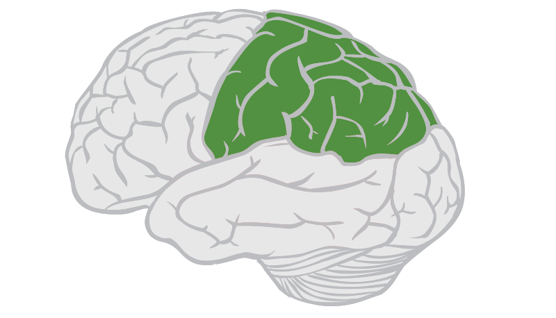 <p>The part of the brain located at the top and back, behind the frontal lobe.</p>