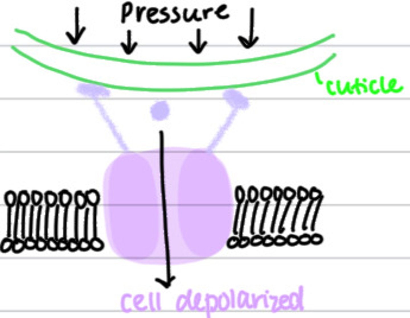 <p>found in skin; respond to touch, pressure and sound and motion (more pressure = higher firing rate)</p>
