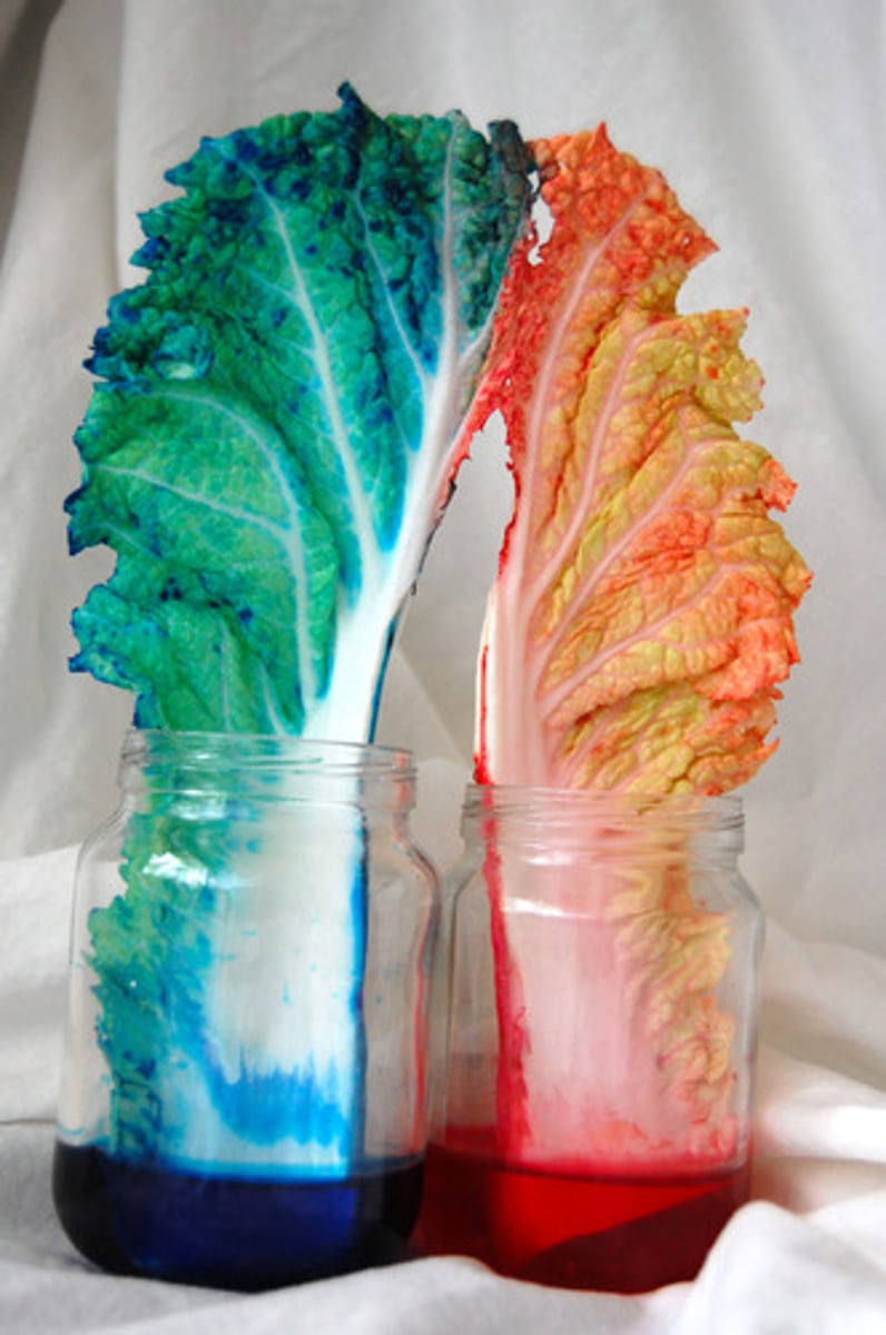 <p>tendency of water to rise in a thin tube due to adhesion and cohesion</p>