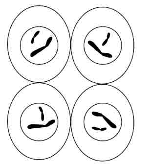 <p>.Chromosomes unwind and become ling and thin again </p><p>.The spindle disappears </p><p>.The nucleolus reappears </p><p>.The nuclear membrane reforms </p><p>CYTOKINESIS TAKES PLACE AFTER </p><p>.Ends with 4 genetically different  haploid daughter cells , each with genetic variation </p>