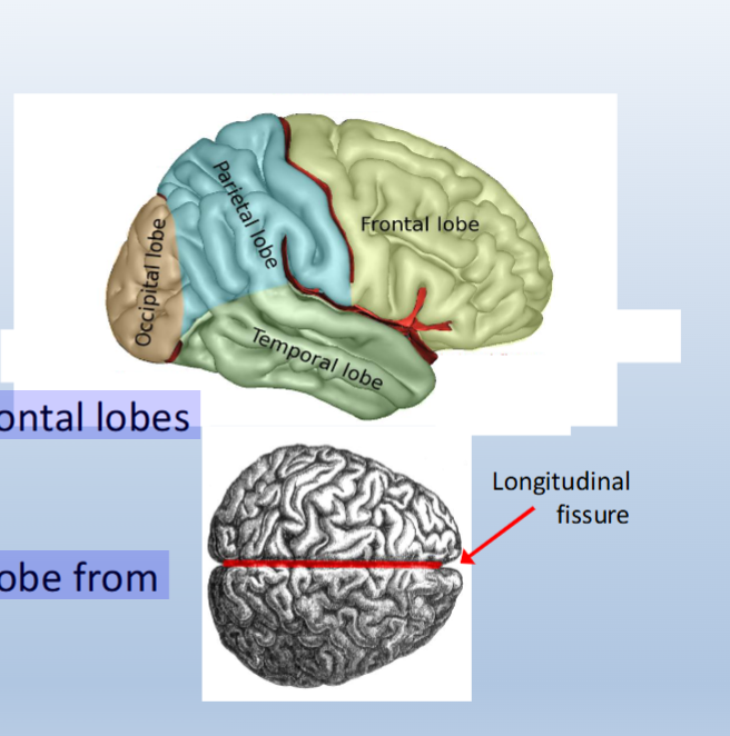 <p><span>• Occipital lobe</span><br><span>• Parietal lobe</span><br><span>• Temporal lobe</span><br><span>• Frontal lobe</span></p><p><br><span>Central sulcus:</span><br><span>• Separates parietal and frontal lobes</span></p><p><br><span>Lateral fissure:</span><br><span>• Separates the temporal lobe from those surrounding it</span></p><p><br><span>Longitudinal fissure:</span><br><span>• Separates the two hemispheres of the brain</span></p>
