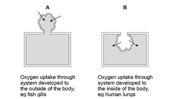 <p>Suggest how the environmental conditions have resulted in adaptations of systems using Model A rather than Model B. (2 marks)</p>