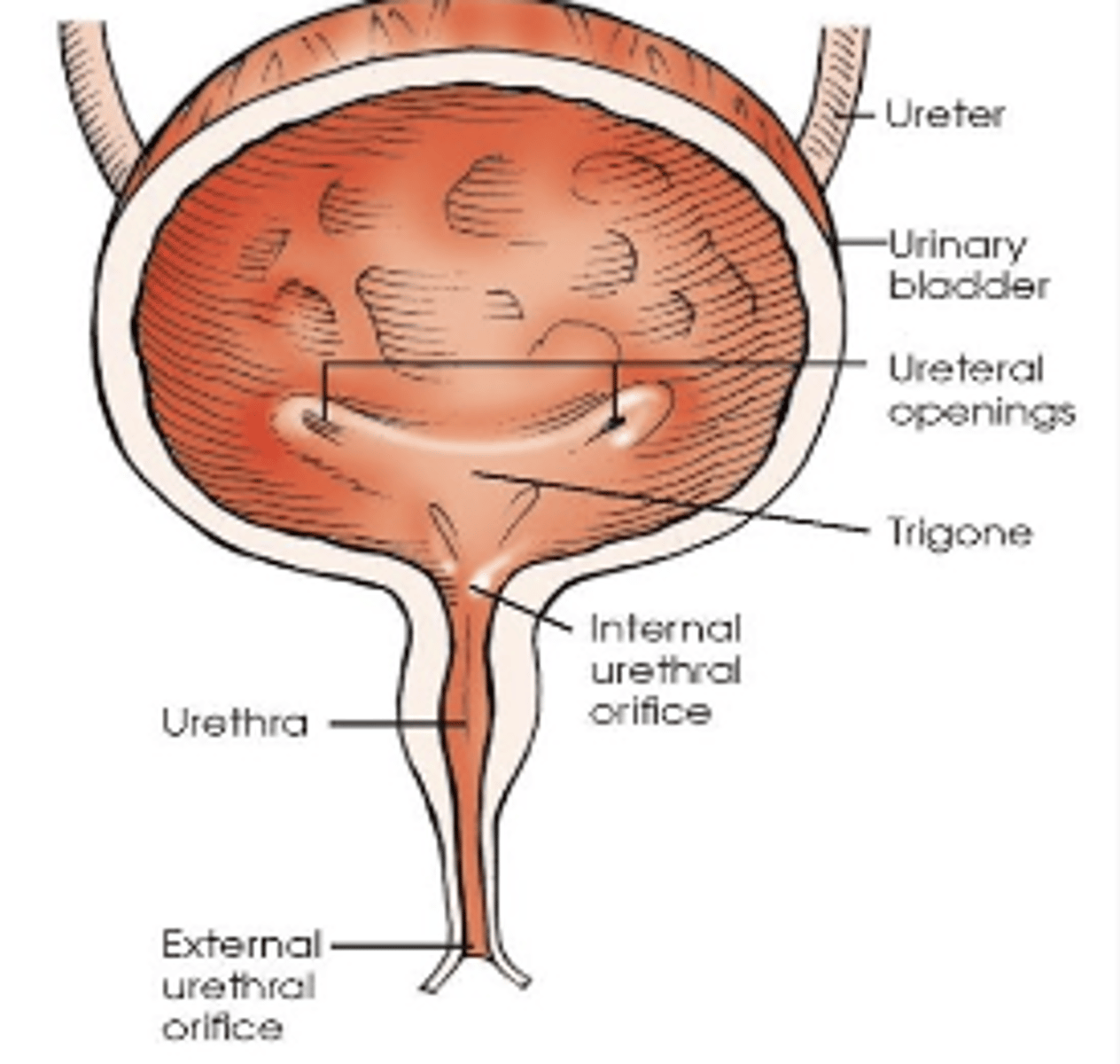 <p>Two from the ureterovesicular junctions (UVJ) and one to the urethra.</p>