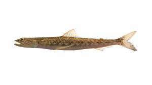 <p>lizardfish, big mouth, sharp teeth</p>