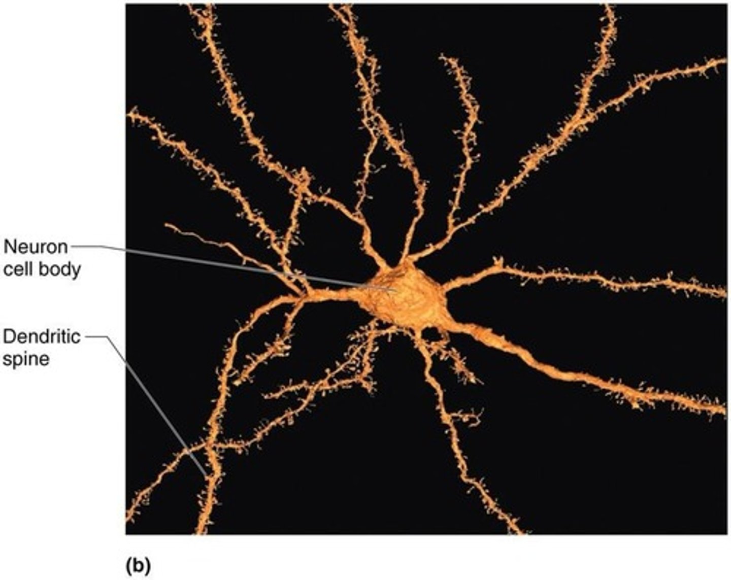 <p>They receive inputs from other neurons.</p>