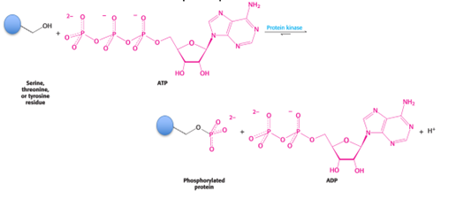 <p><span style="font-family: Aptos, sans-serif">Modify proteins by attaching a phosphate to a serine, threonine, or tyrosine residue</span></p><p><span style="font-family: Aptos, sans-serif">ATP serves as the phosphate donor</span></p><p><span style="font-family: Aptos, sans-serif">OH groups can be modified through phosphates</span></p>