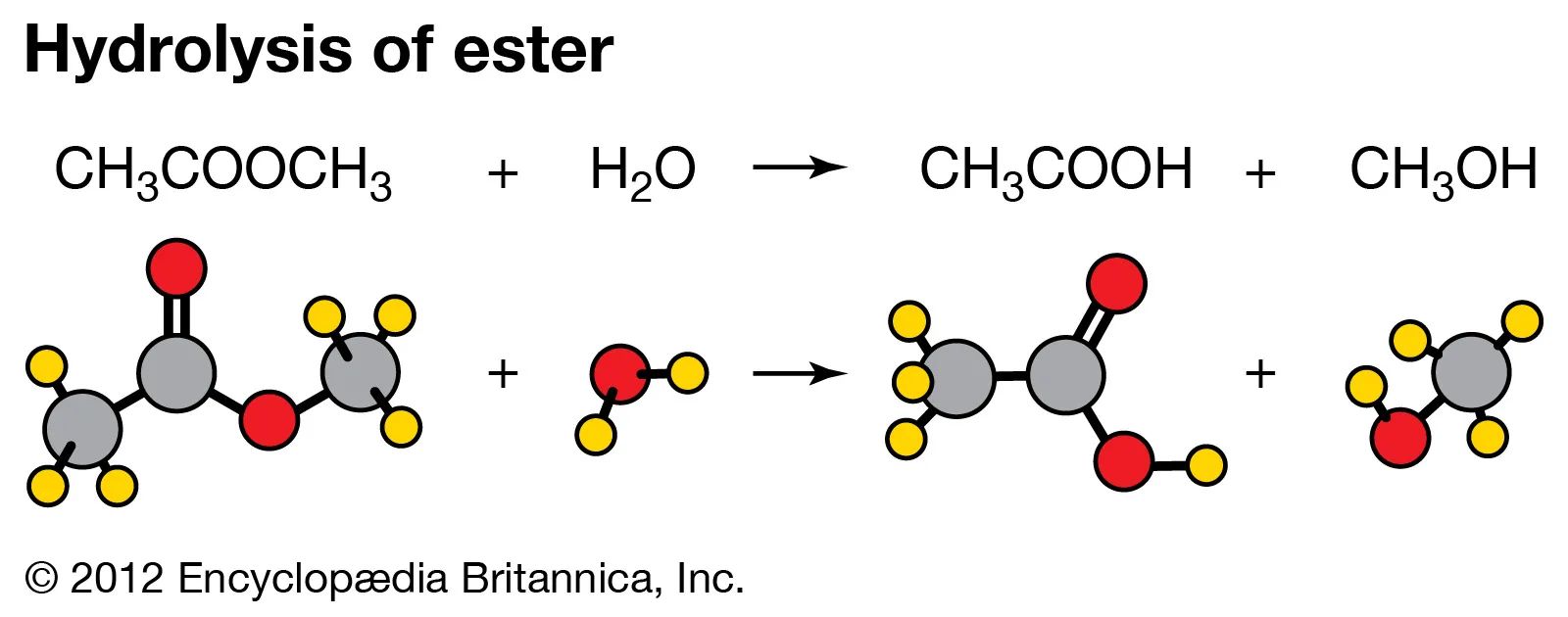 <p>-chemical reaction in which bonds between molecules in a polymer are broken down by the addition of H2O to form monomers (H and OH) -energy is released when the bonds are broken</p>