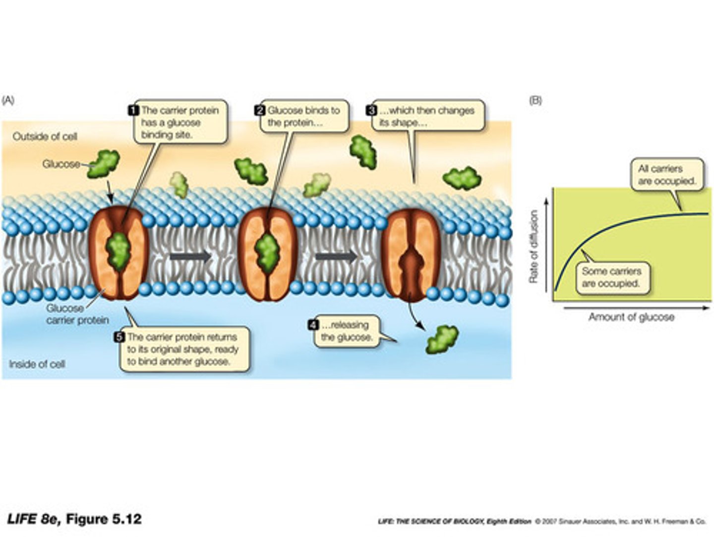 <p>(D) I, II and III</p><p>Each of the following statements about Carriers are true:</p><p>I. Carrier proteins will never be open to both sides of the cell membrane simultaneously.</p><p>II. Carrier Proteins, when alternating which side is open, take on a closed state called the Occluded State.</p><p>III. Carrier Proteins, for the above reasons, are often considered similar to revolving doors.</p>