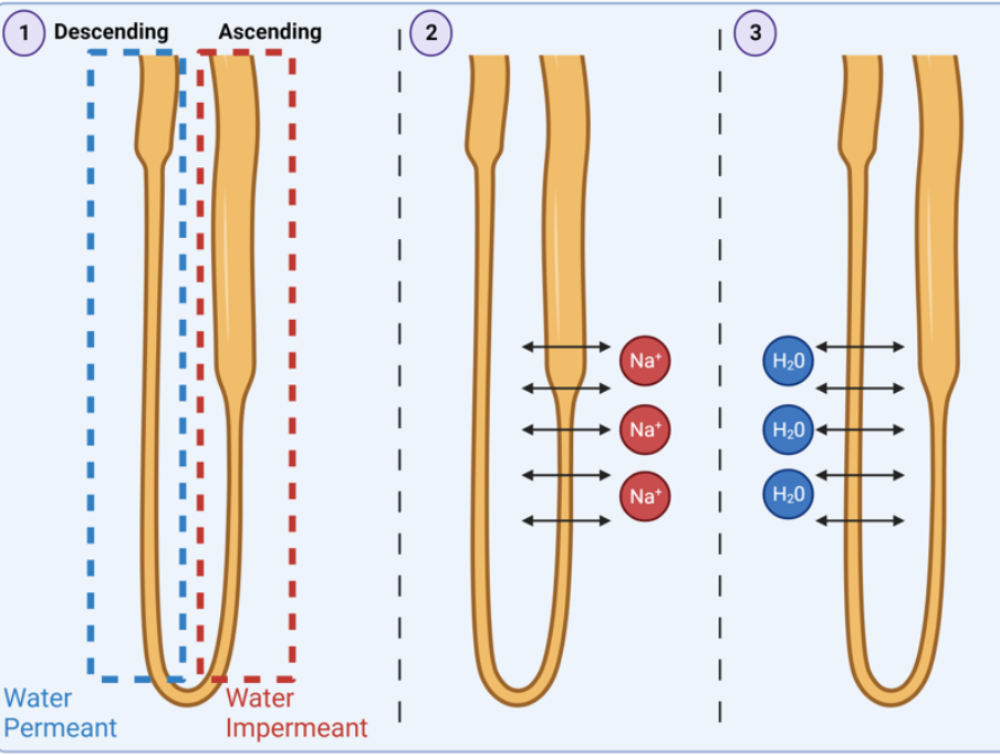 <p>explain how water reabsorption occurs in the descending loop of Henle </p>
