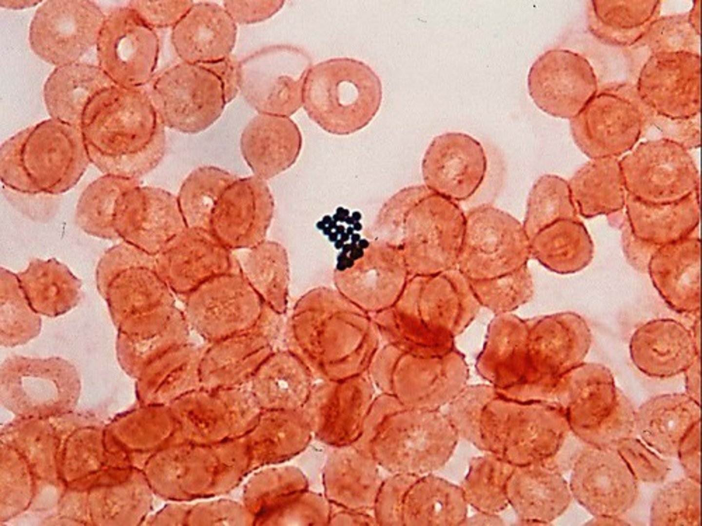<p>Growth indicated by hemolysis of RBCs, gas bubbles in medium, turbidity, or appearance of small aggregates.</p>