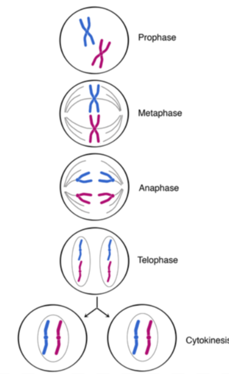 <ul><li><p><strong>Early Prophase:</strong> Chromosomes condense; nucleolus fades.</p></li><li><p><strong>Late Prophase:</strong> Chromosomes are visible; centrioles move; spindle fibres attach to centromeres via kinetochores; membrane disassembles.</p></li><li><p><strong>Metaphase:</strong> Chromosomes align at the equator by spindle fibres.</p></li><li><p><strong>Anaphase:</strong> Chromosomes pulled apart at centromeres; chromatids pulled apart to the pole of the cell by spindle fibre.</p></li><li><p><strong>Telophase:</strong> Chromosomes decondense; nucleolus reappears; spindle breaks down; nuclear envelope reforms.</p></li><li><p><strong>Cytokinesis: </strong>division of <strong>cytoplasm that happens right after mitosis. Animals (cleavage furrows) </strong>and <strong>plants (cell plate) </strong>are different.</p></li></ul><p></p>