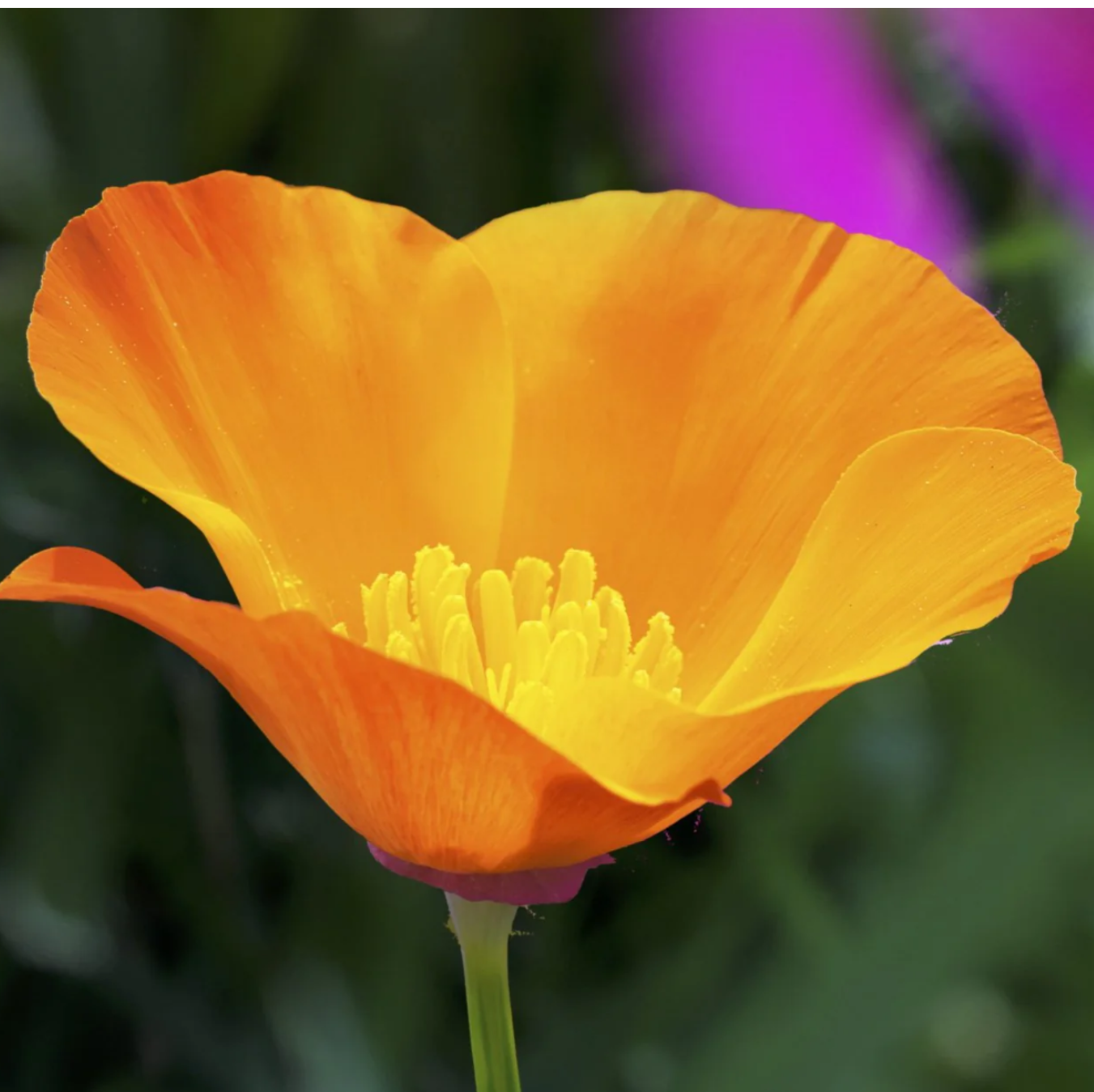 <p>What is the shape of this flower?</p><img src="https://knowt-user-attachments.s3.amazonaws.com/7adbbba5-8604-4d06-92b0-b83b453cbc25.png" data-width="50%" data-align="center" alt="knowt flashcard image"><p></p>
