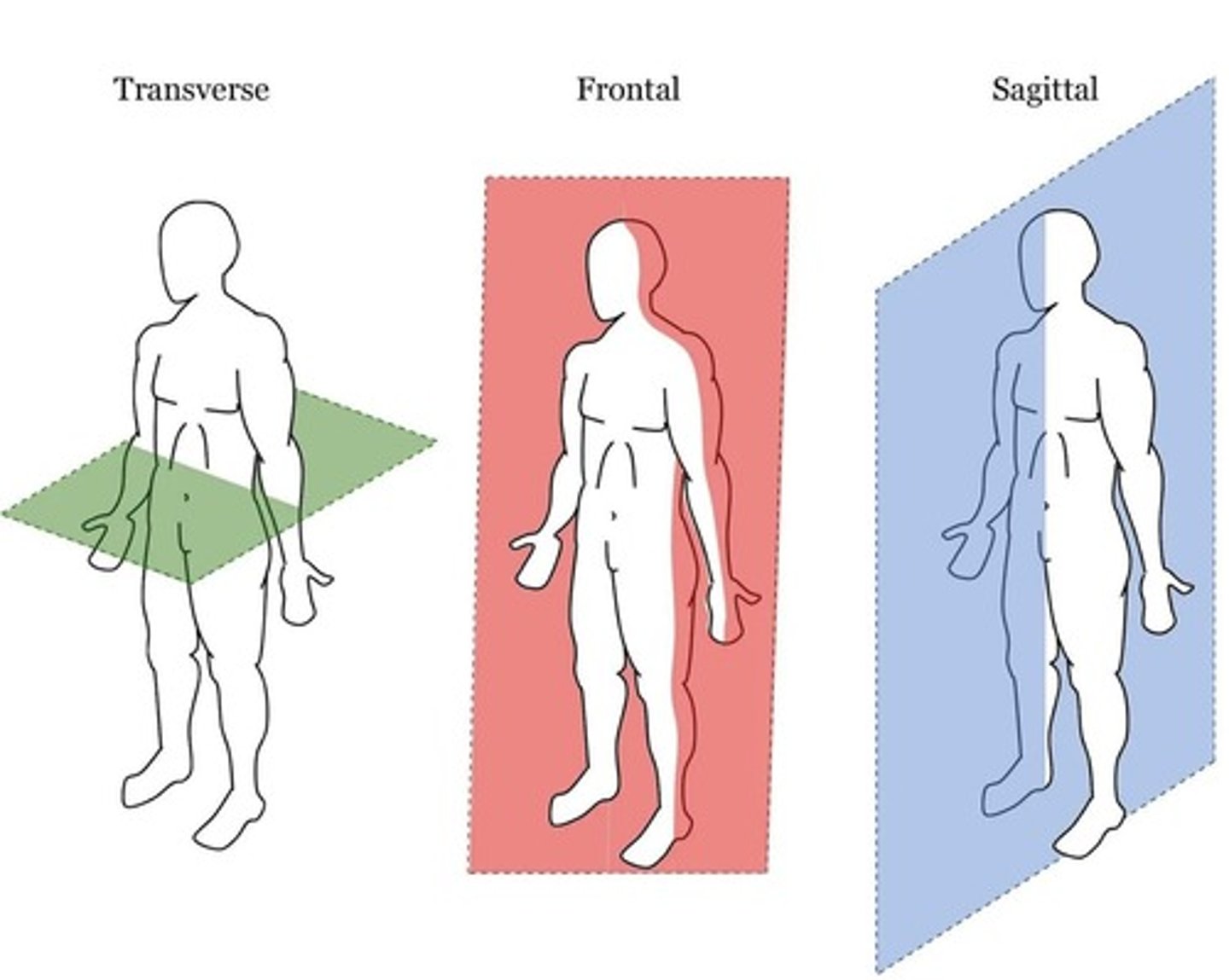 <p>A vertical plane that divides the body into right and left parts.</p>