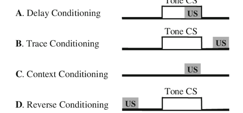 <p>Trace Conditioning</p>