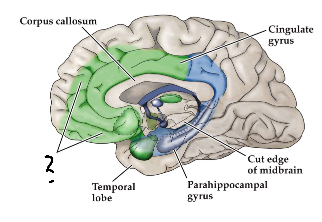 <p>What is this area of the brain?</p>
