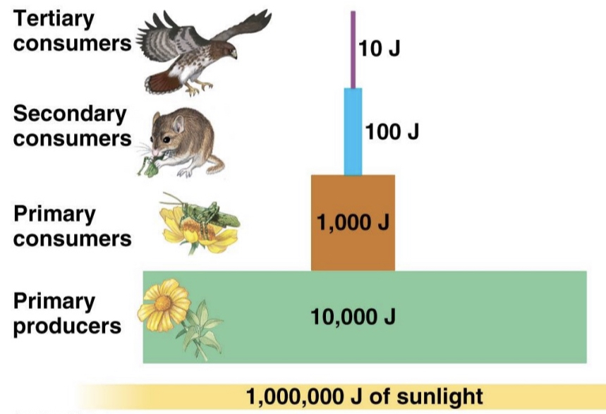 Ecosystems dont need to recycle energy because the sun is an infinite source of energy which producers can use for photosynthesis and continue the flow.