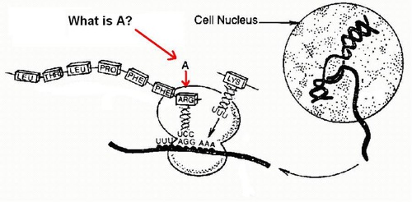 <p>What is A? The site of protein synthesis. Where a specific amino acid sequence is assembled based on a mRNA code</p>