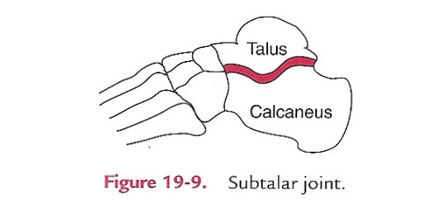 <p>name the joint that inverts and everts the foot</p>