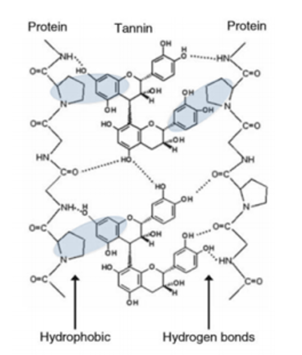 <p>Porque têm elevado peso molecular. Ligam-se a pectinas, proteínas e celulose precipitando-nas o que lhes confere a ação adstringente. Ligam-se ao seu grupo amina através dos oh fenólicos mas também existem interações entre o esqueleto carbonado, havendo interações reversíveis (de hidrogénio e hidrofóbicas) mas tbm irreversiveis. </p>