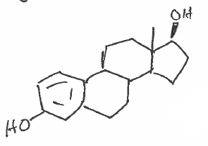 <p>after testosterone</p>
