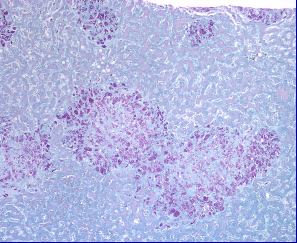 <p>ID the stain </p>