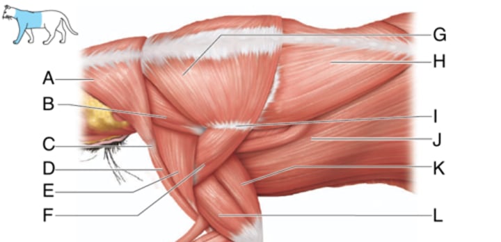 <p>What is the muscle indicated by letter J?</p>