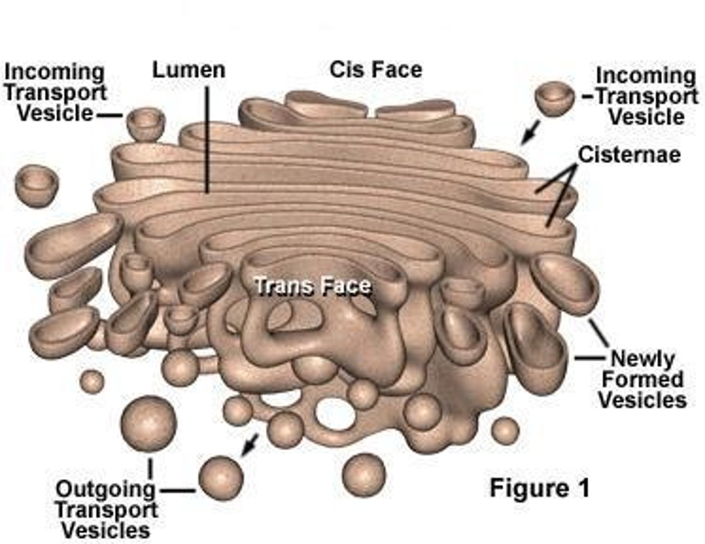 <p>What are the three functional regions of the Golgi apparatus?</p>