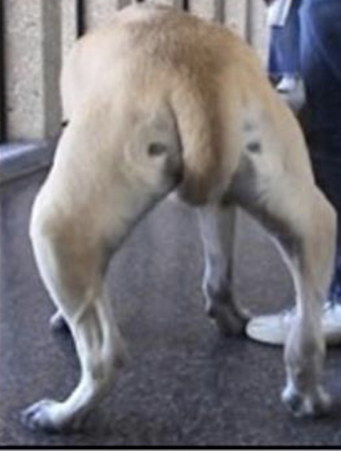 gait disorder: medial patellar luxation