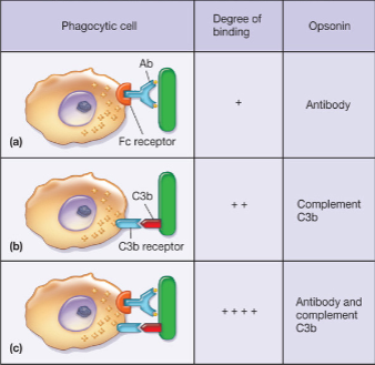 C3b is complement protein; combination of both opsonin increases visibility and recogniation of bacteria, increases binding