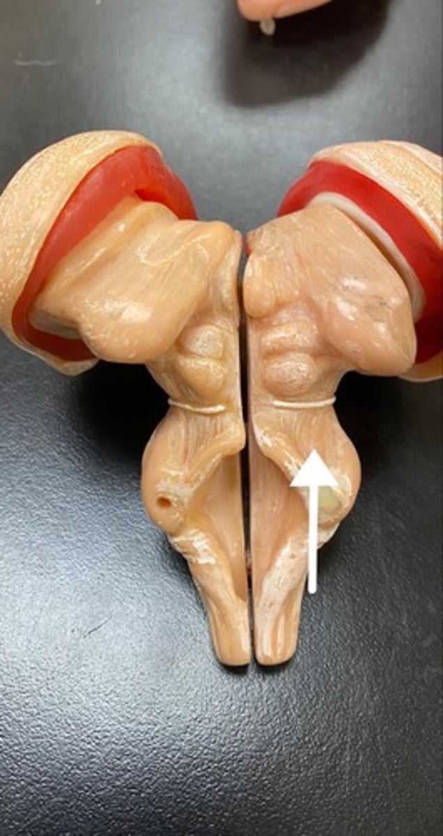<p>- balance + coordination</p><p>- assist in refining motor movements + posture maintenance</p>