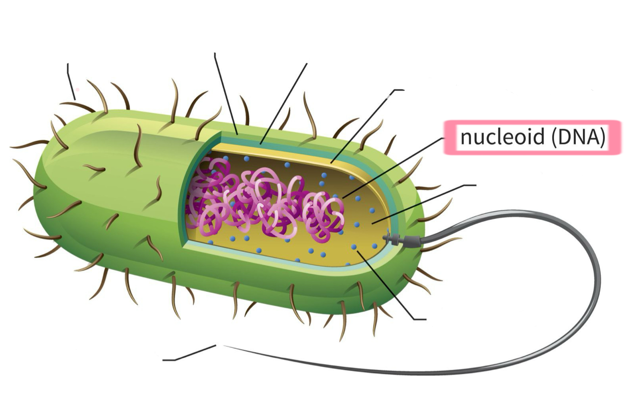 <p>Nucleoide (DNA)</p>