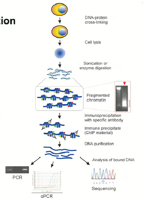 <ul><li><p><strong>ChIP-seq!</strong> It uses an antibody to recognize a specific transcription factor</p></li><li><p>The antibody is introduced into a chromatin mixture and will bind to a complimentary protein</p></li><li><p>Chromatin can then be cut into small fragments</p></li><li><p>The antibody-protein comlexes are precipitated&nbsp; out while still associated with the chromatin. In doing so, the chromatin regions that were bound to that particular protein are brought down</p></li><li><p>Next generation sequencing is then used to sequencethe DNA that was wound up in the chromatin segment</p></li></ul><p></p>
